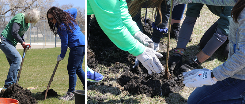 Choice volunteers planted hazelnut, oak, and chokecherry trees in Fargo’s Madison Park.